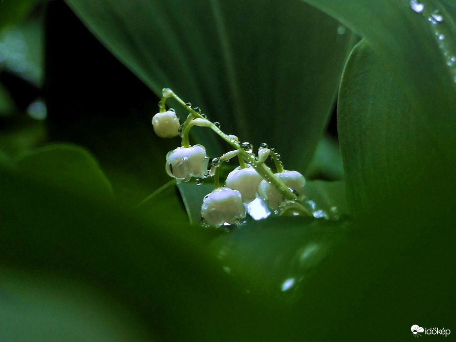 És a gyöngyvirág is :)