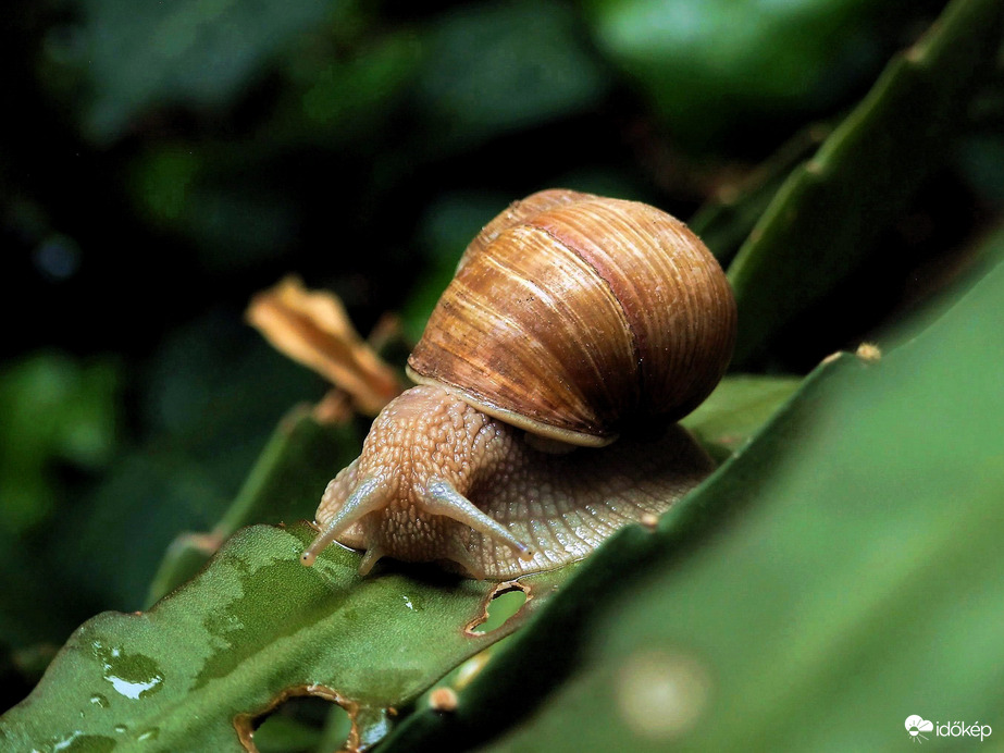 Délelőtti csigabalett a kertben :)
