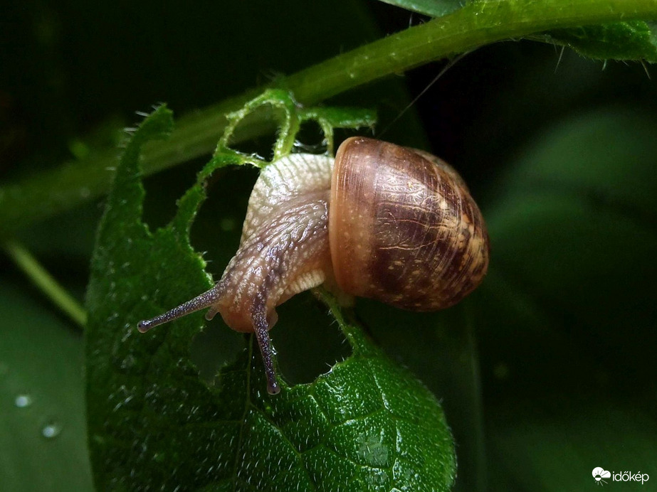 Délelőtti csigabalett a kertben :)