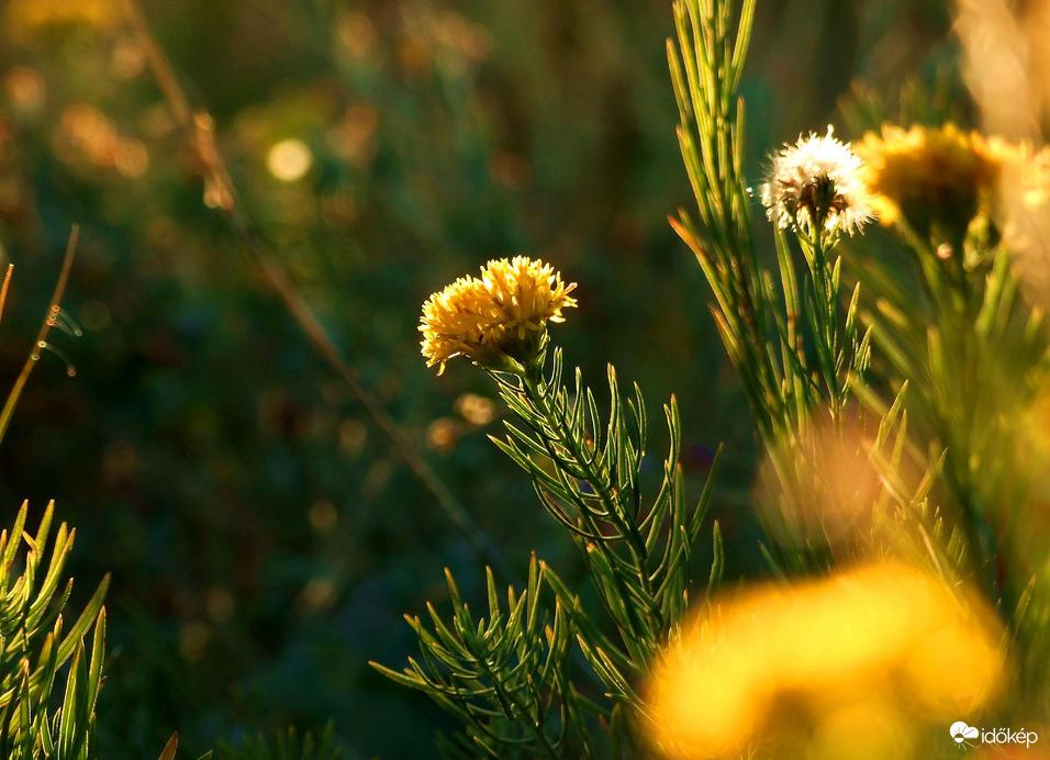 Őszies színek, fények 
