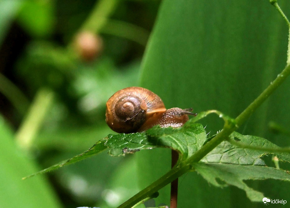 Délelőtti csigabalett a kertben :)