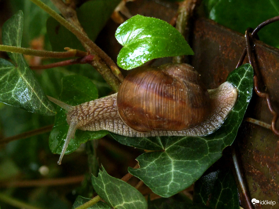 Délelőtti csigabalett a kertben :)