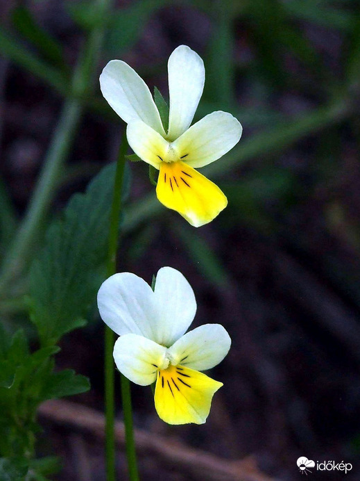 Árvácskák az erdő alján 