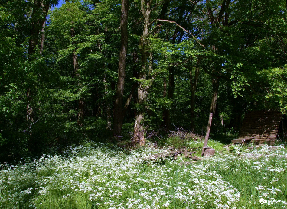 Erdőszélen 