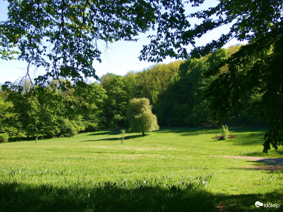 Hegyi tisztás tavasszal