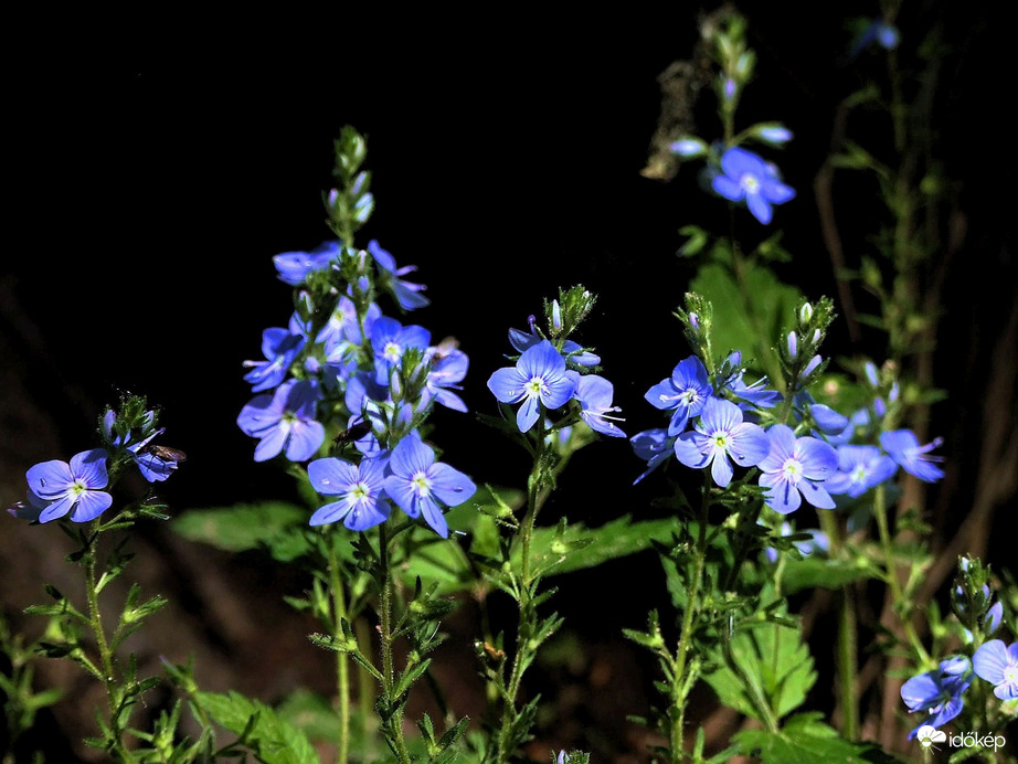 Ösztörűs veronika 