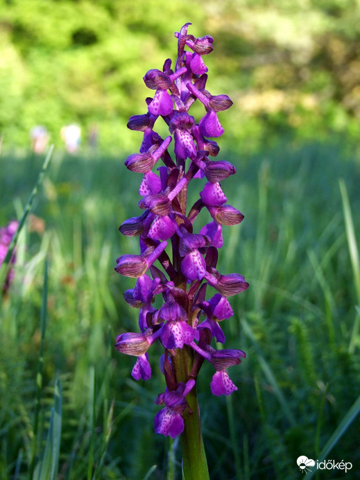 Agárkosbor orchidea