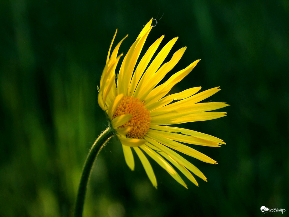 Most nyílik! :) Magyar zergevirág