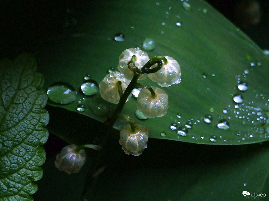 Lassan búcsúznak a gyöngyvirágok 