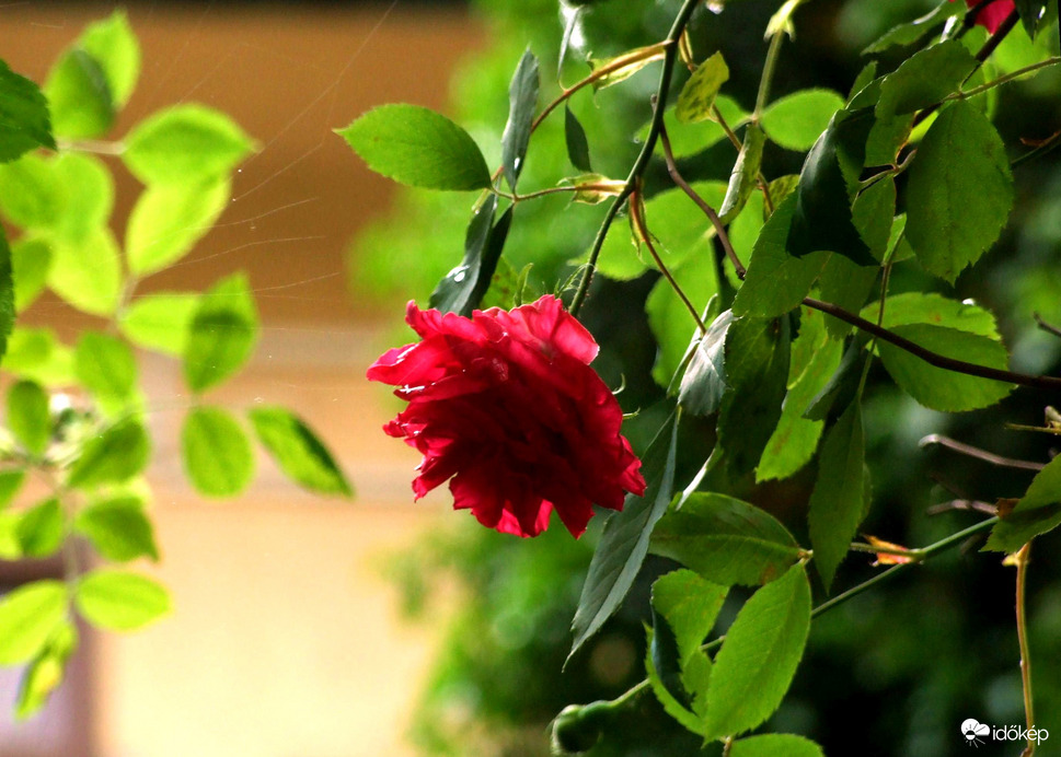 Kinyíltak az elsők 