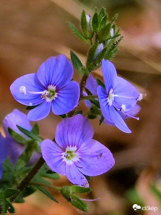 Ösztörűs veronika 