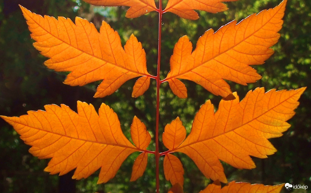 A narancs levelei...:)