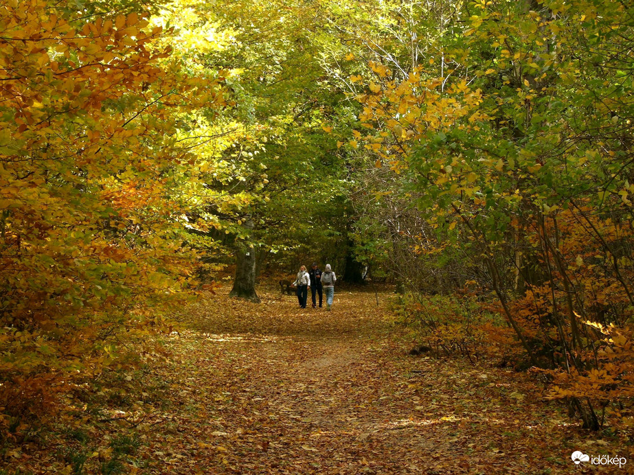 Őszi kirándulás - A Normafa és környéke ősszel 