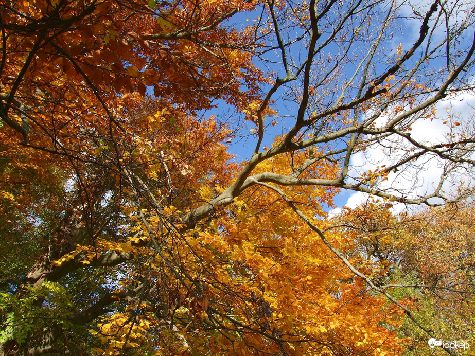 Őszi kirándulás - A Normafa és környéke ősszel 