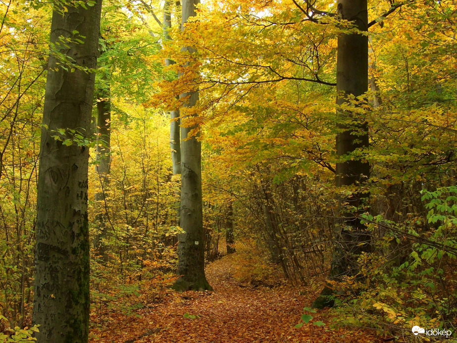 Őszi kirándulás - A Normafa és környéke ősszel 