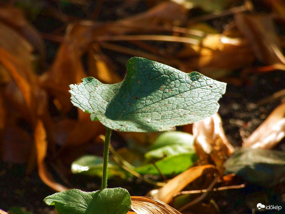 Élet a talajszinten 