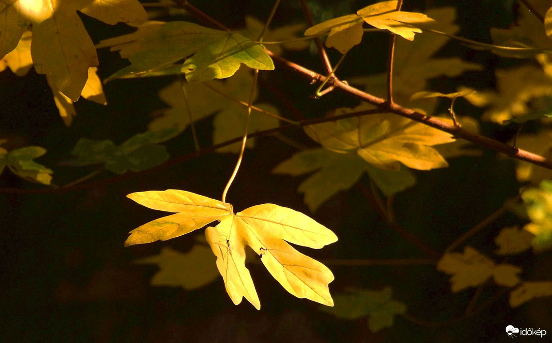 A szúnyog is napozik! :)