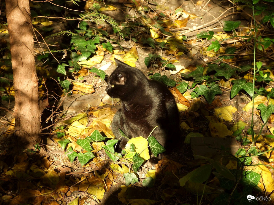 Engedélyt kaptam megfigyelésre :)