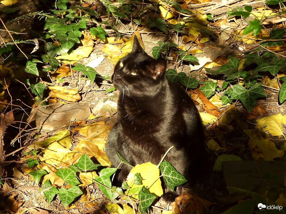"Hej, ha én is köztetek lehetnék..." :))
