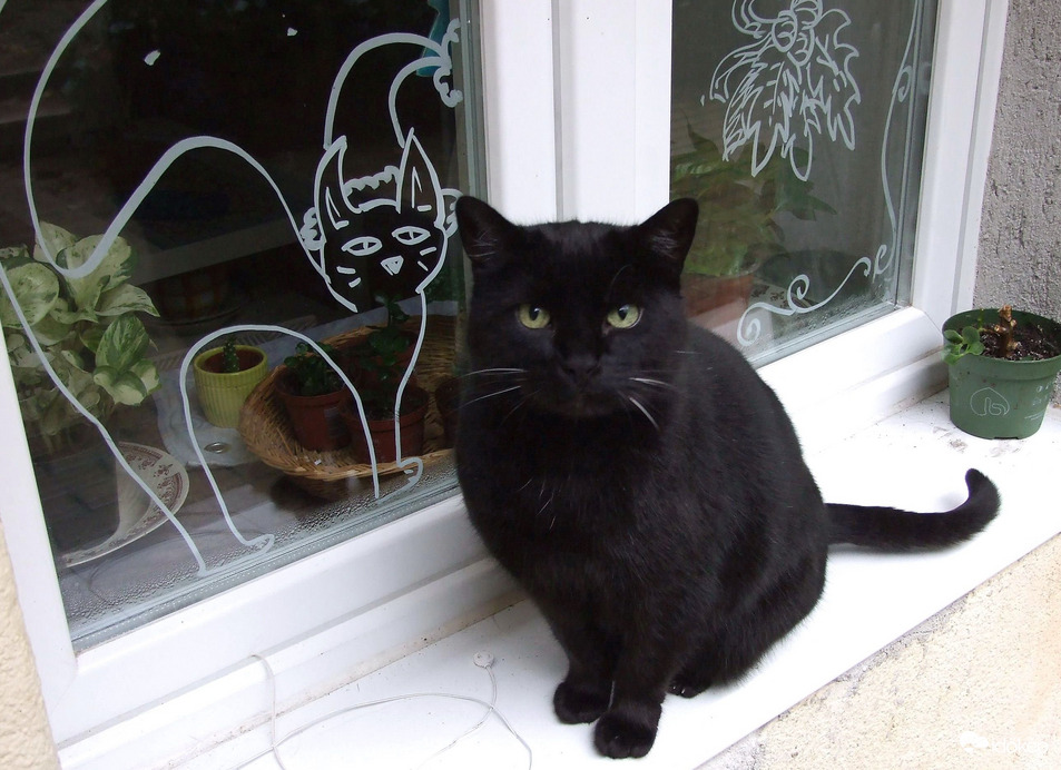 Macskák az ablakban! :) 