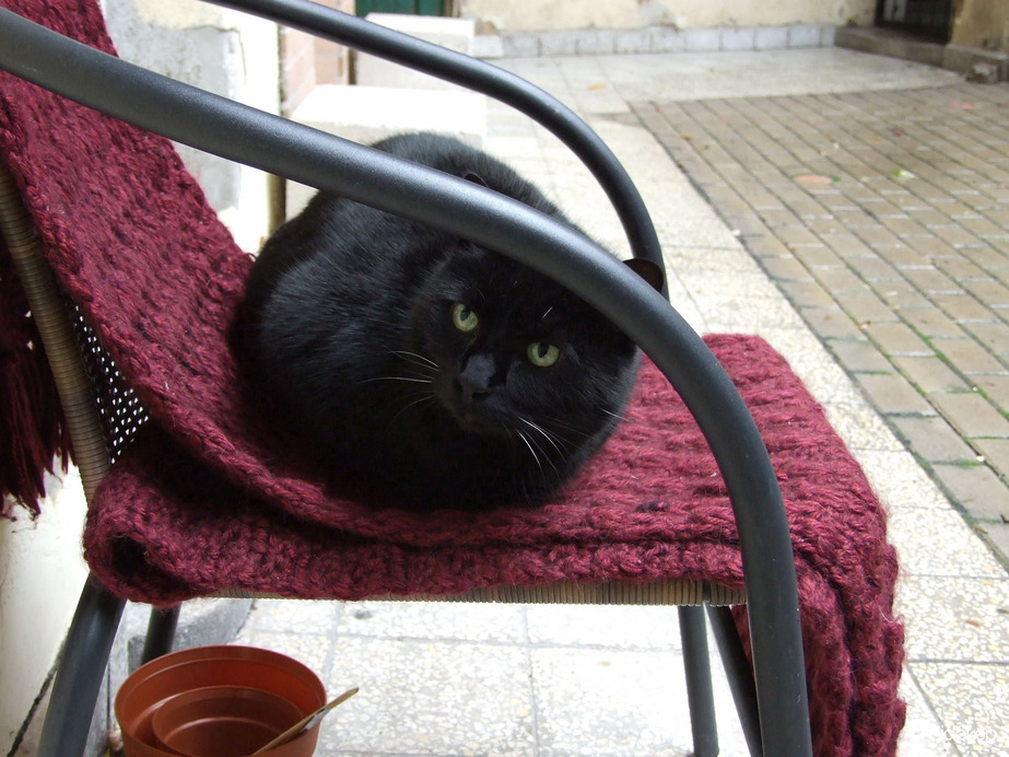 A másik cica fennmaradt!? :)