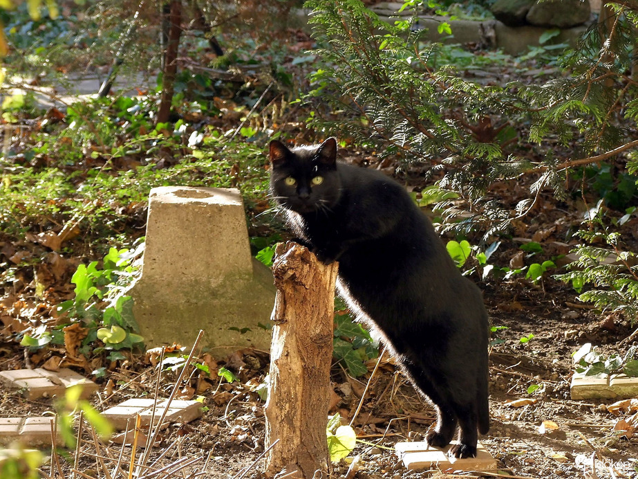 Rajtakapott egérvadász :)