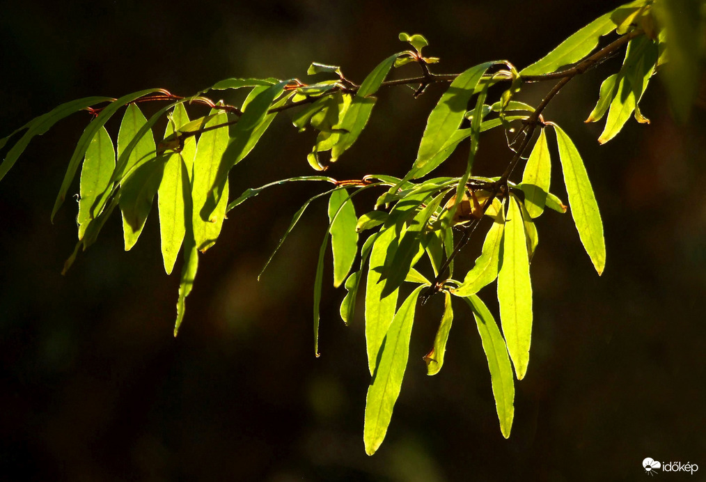Egy kis decemberi zöld 