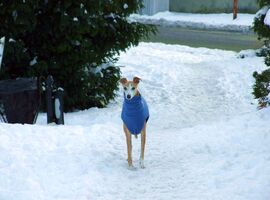 Neki nem akadály a magas hó :)