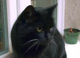 Kicsit szomorkás a hangulatom máma :)