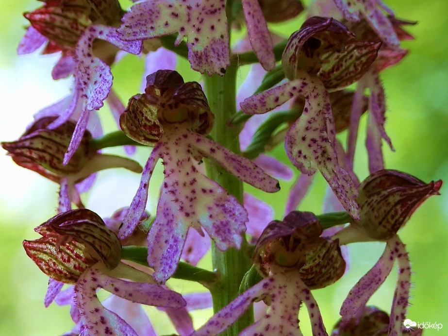 Természetes vidámság :) 