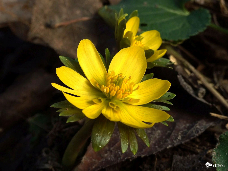 "Madártávlat" - Téltemető 