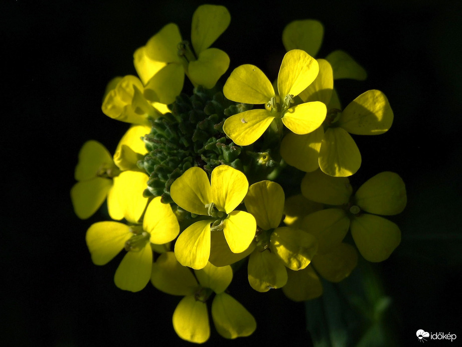 Sötétből felbukkanó :) 