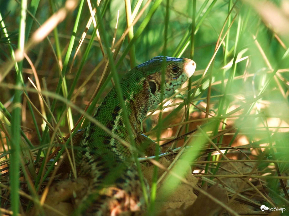 Valami mozog a fűben :) 