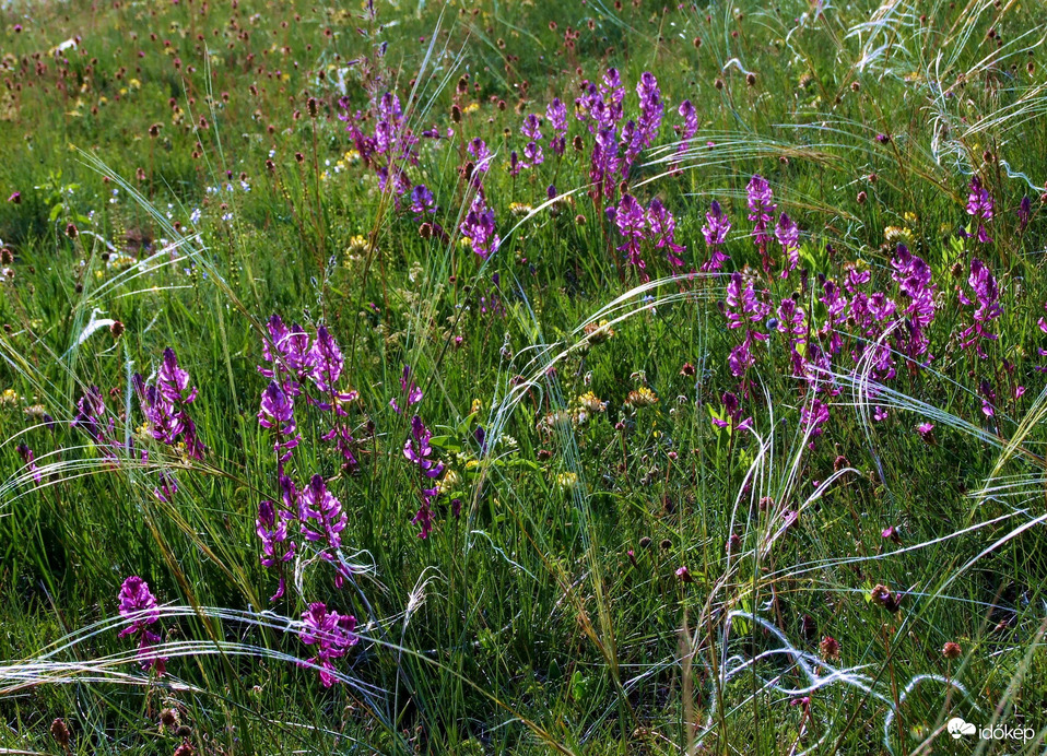 Tavaszi rét vadvirágokkal 
