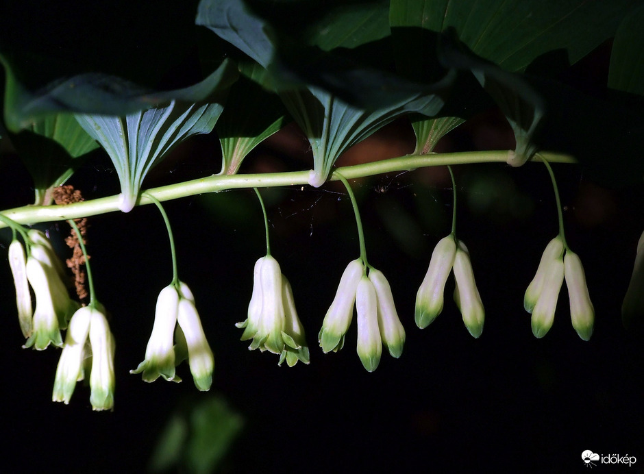 Lombok árnyékában 