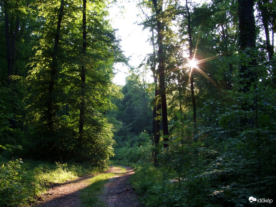 Rejtekadó erdő :) 