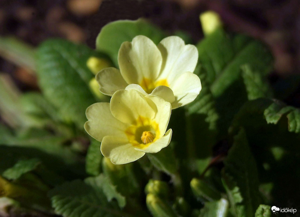 Bújnak az első kerti virágok is 