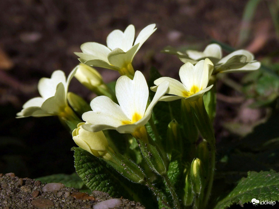 Kinyíltak a kankalinok :)