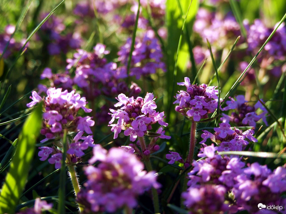 Kakukkfüvek a réten 