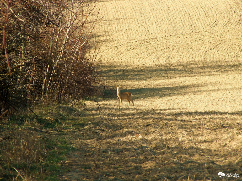 A mezőőr éberen örködik :)