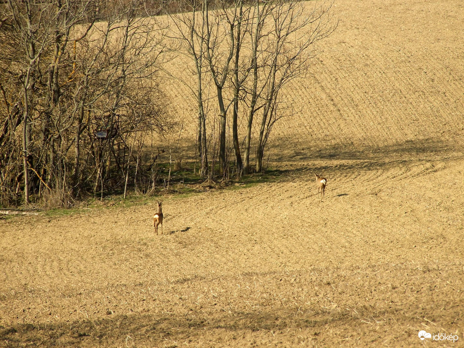 Tájkép szarvasokkal 