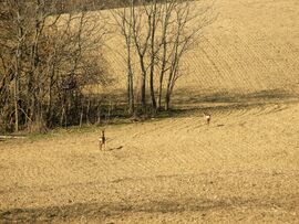Tájkép szarvasokkal 