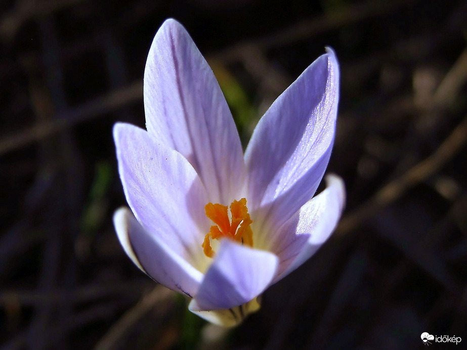 Nézz a kelyhembe! :) 