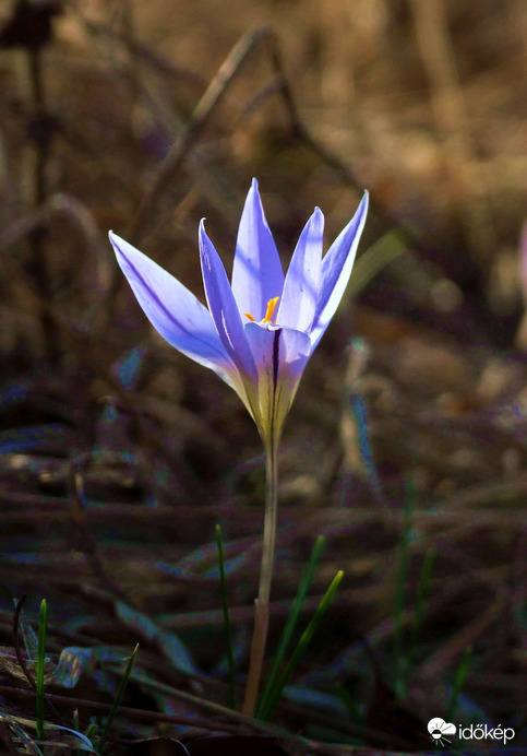 Bokor alatt, csendesen :) 