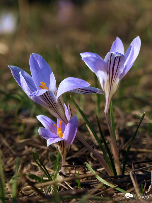 Márciusi szépség (Tarka sáfrány)