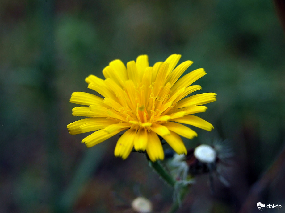 Vadvirágok októberben 