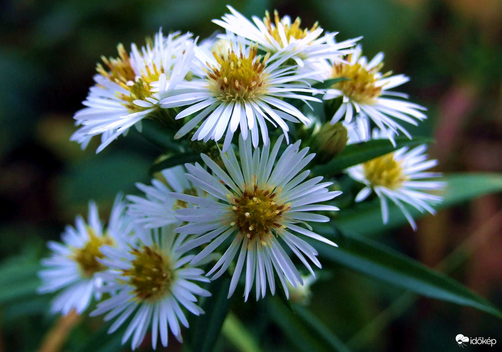 Vadvirágok októberben 