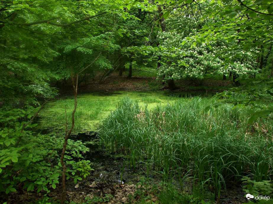 Békás erdei tó (gólya nélkül) :)