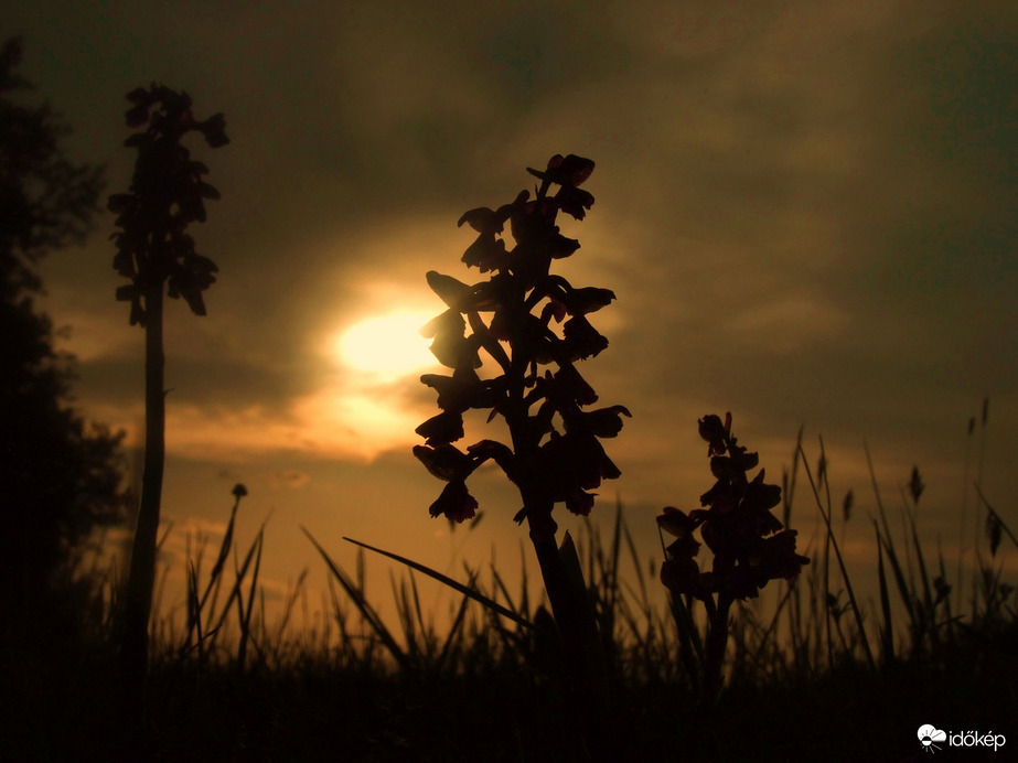 Orchideás napnyugta 