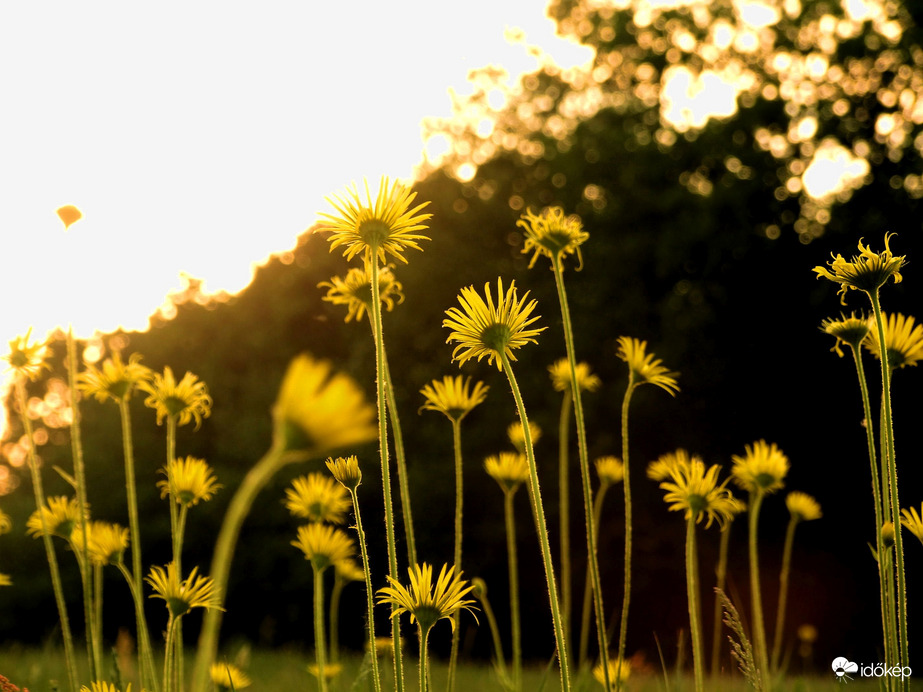 Zergevirágok esti fényben 